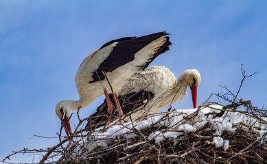 Pair of storks in winter