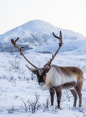 Printed roller blinds Reindeer Reindeer in Norway