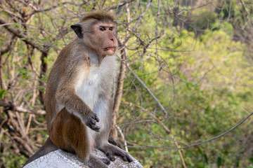 Toque macaque at Dambulla Temple