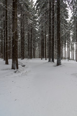 forest with snow covered trail in winter mountains
