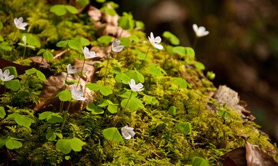 Beautiful white Spring flowers