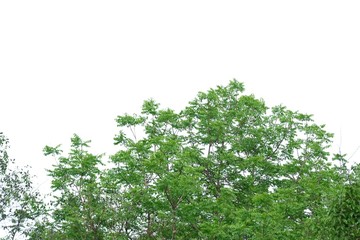 Tropical tree leaves with branches on white isolated background for green foliage backdrop 