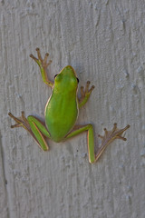 Florida nature outdoor animals