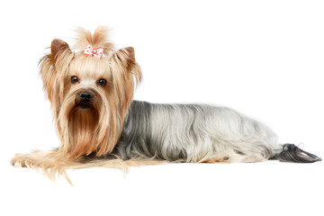 Studio shot of an adorable Yorkshire Terrier yorkie