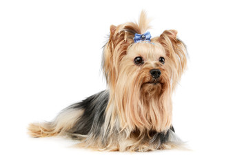 Studio shot of an adorable Yorkshire Terrier yorkie