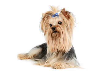 Studio shot of an adorable Yorkshire Terrier yorkie