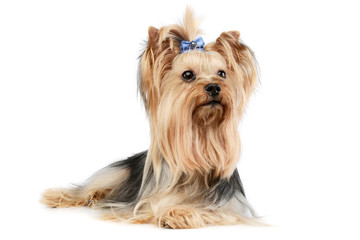 Studio shot of an adorable Yorkshire Terrier yorkie