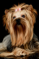 Portrait of an adorable Yorkshire Terrier yorkie