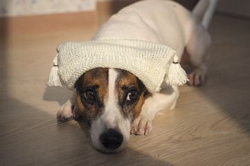 dog in a hat in the living room