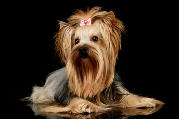 Studio shot of an adorable Yorkshire Terrier yorkie