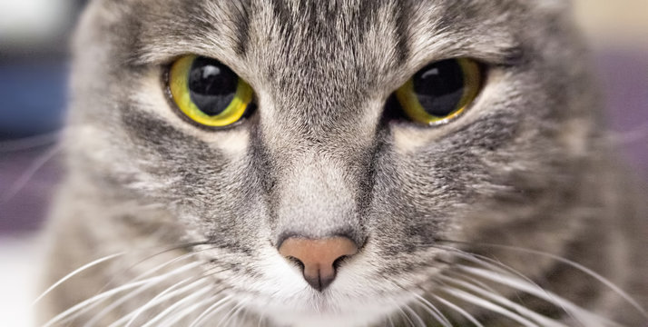 Close up handsome grey tabby british shorthair cat is looking at lens with yellow mesmerizing steely eyes