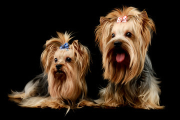 Studio shot of two adorable Yorkshire Terriers