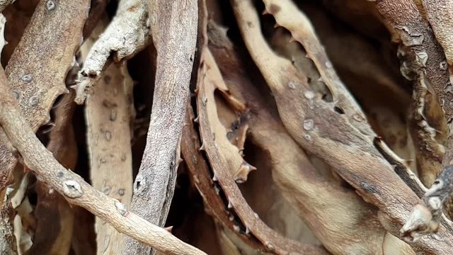 South African Aloe Ferox Old Dead Leaves In Decay, Beautiful Natural Brown Texture And Patterns As Camera Moves In Slow Motion.