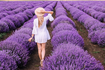 Woman on the lavender field. Woman in white dress and   hat  back view. Goes on lavender rows. girl...