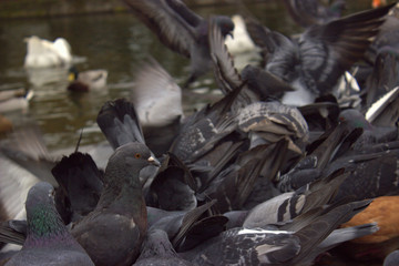  A dove with a clear eye in the midst of bird fuss