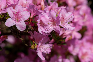 Obraz premium Nice pink azalea flowers blooming in the park