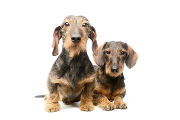 Studio shot of two adorable Dachshunds