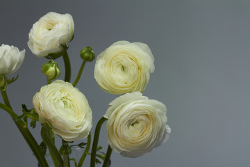 Bouquet of white ranunculus in a glass vase on a dark background, original background or concept