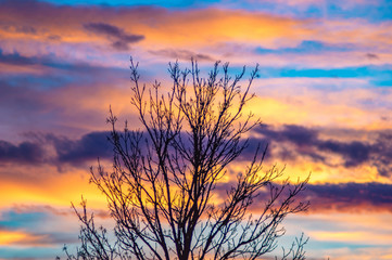 Fototapeta na wymiar Autumn tree on a background of colorful sunset sky