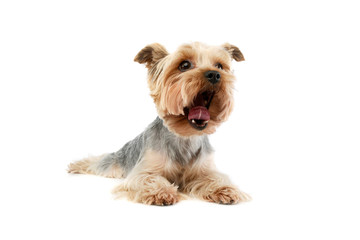Studio shot of an adorable Yorkshire Terrier