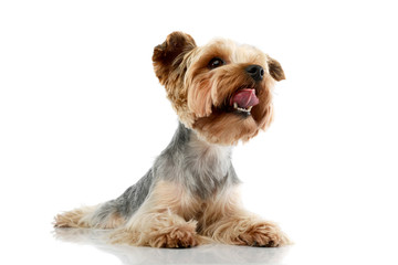 Studio shot of an adorable Yorkshire Terrier