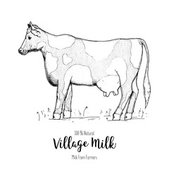 Cow hand drawn logo. Diary farm label. Cow sketch. Vintage packaging design.