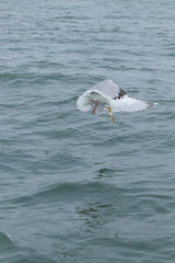 Herring gull feeding I the North Sea