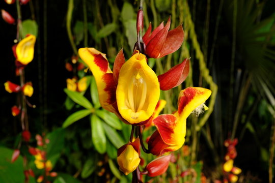 Thunbergia mysorensis