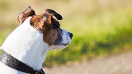 portrait of dog