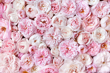 Pink delicate blossoming rose blooming flowers festive background, pastel and soft bouquet floral card, toned