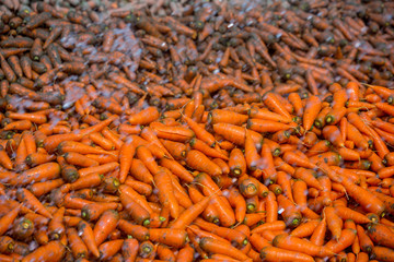 Un-washed and dirty carrot washing on throw pipe water. Food background. Near Savar District at Dhaka, Bangladesh.