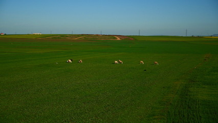 Fototapeta premium Bright landscape of Morocco, breathtaking curves of mountains, stunning combination of hills & farm land,inadvertent distribution of houses & huts, raw impression of pure nature.