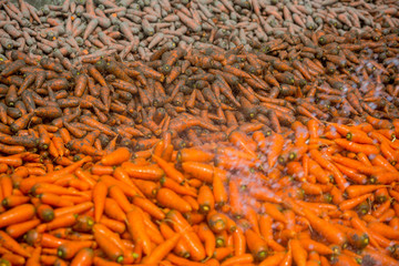 Un-washed and dirty carrot washing on throw pipe water. Food background. Near Savar District at...