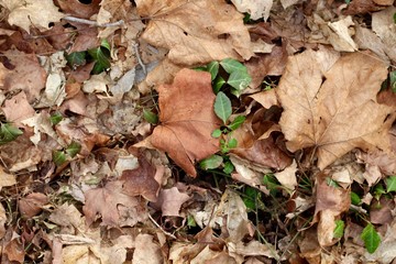 A close view of the pile of fall leaves on the ground.