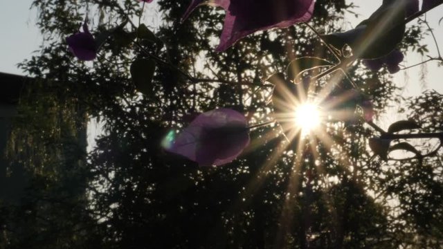 Sunlight Beams plays in Fiolet Flower in the sunset garden.