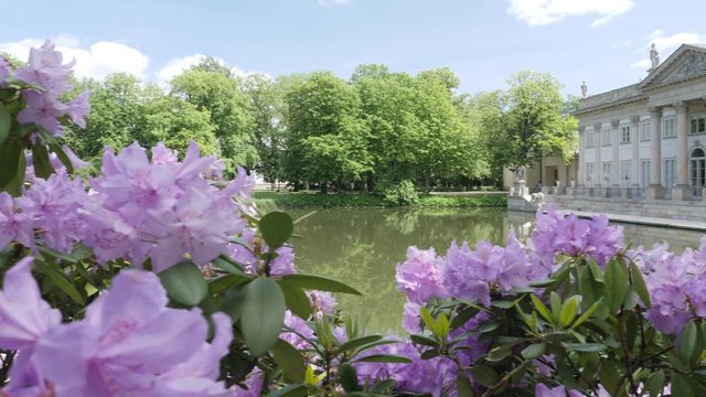 Lazienki Krolewski Park Warszaw Palace on the Island Among Fiolet Flowers