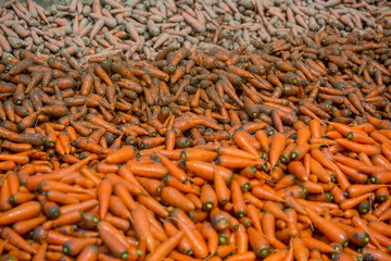 Un-washed and dirty carrot washing on throw pipe water. Food background. Near Savar District at Dhaka, Bangladesh.