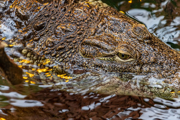 closeup of a crocodile in water