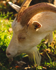 portrait of a goat