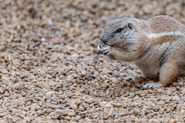 cape ground squirrel closeup