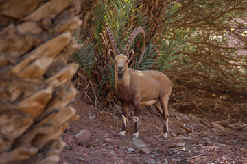 A beautiful graceful animal, the Nubian mountain goat with huge curled horns