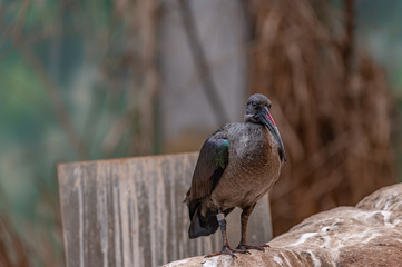 exotic bird