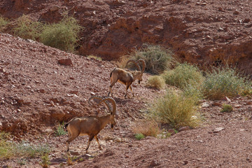 A beautiful graceful animal, the Nubian mountain goat with huge curled horns