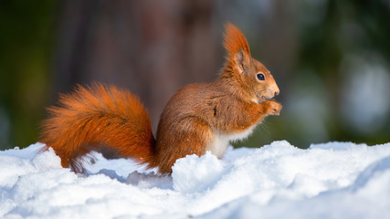 Squirrel on the white