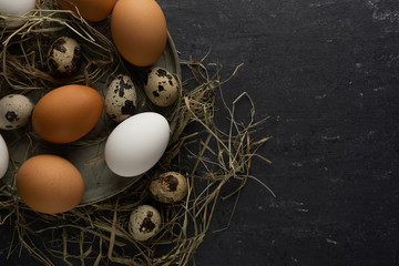Quail eggs, brown chicken eggs, one chicken egg on plate and hay with gray background