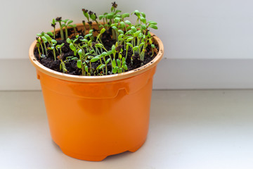 Seedling in a plastic pot with earth. Plants grow from seed at home. Vitamin green on the windowsill..