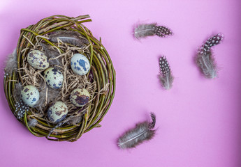 Easter composition with quail eggs in a nest on a pink background. Greeting card. Flat lay. .
