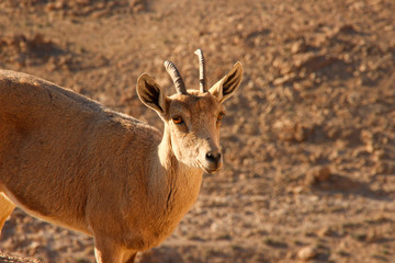 A beautiful graceful animal, the Nubian mountain goat with huge curled horns, is found in Israel. Goat cub