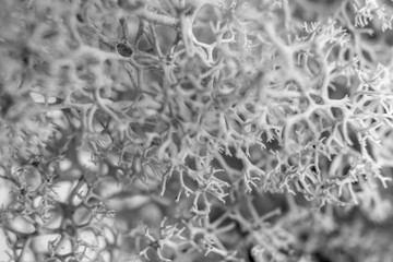 a pattern of branches of a bush. Macro shot of jagged branches of a plant. black and white shot.