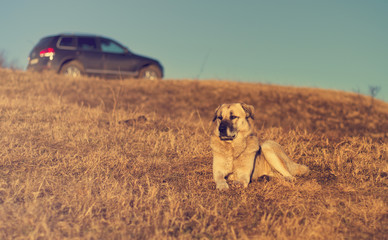 dog in the mountains car